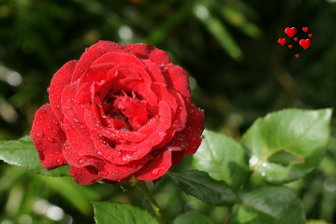 Red rose with hearts
