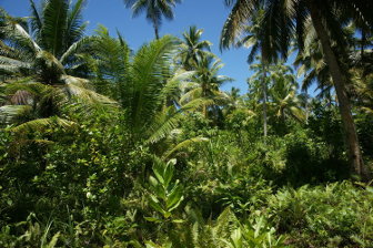 Island vegetation - Philippines