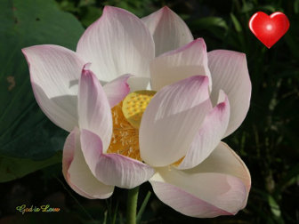 God is Love - lotus flower